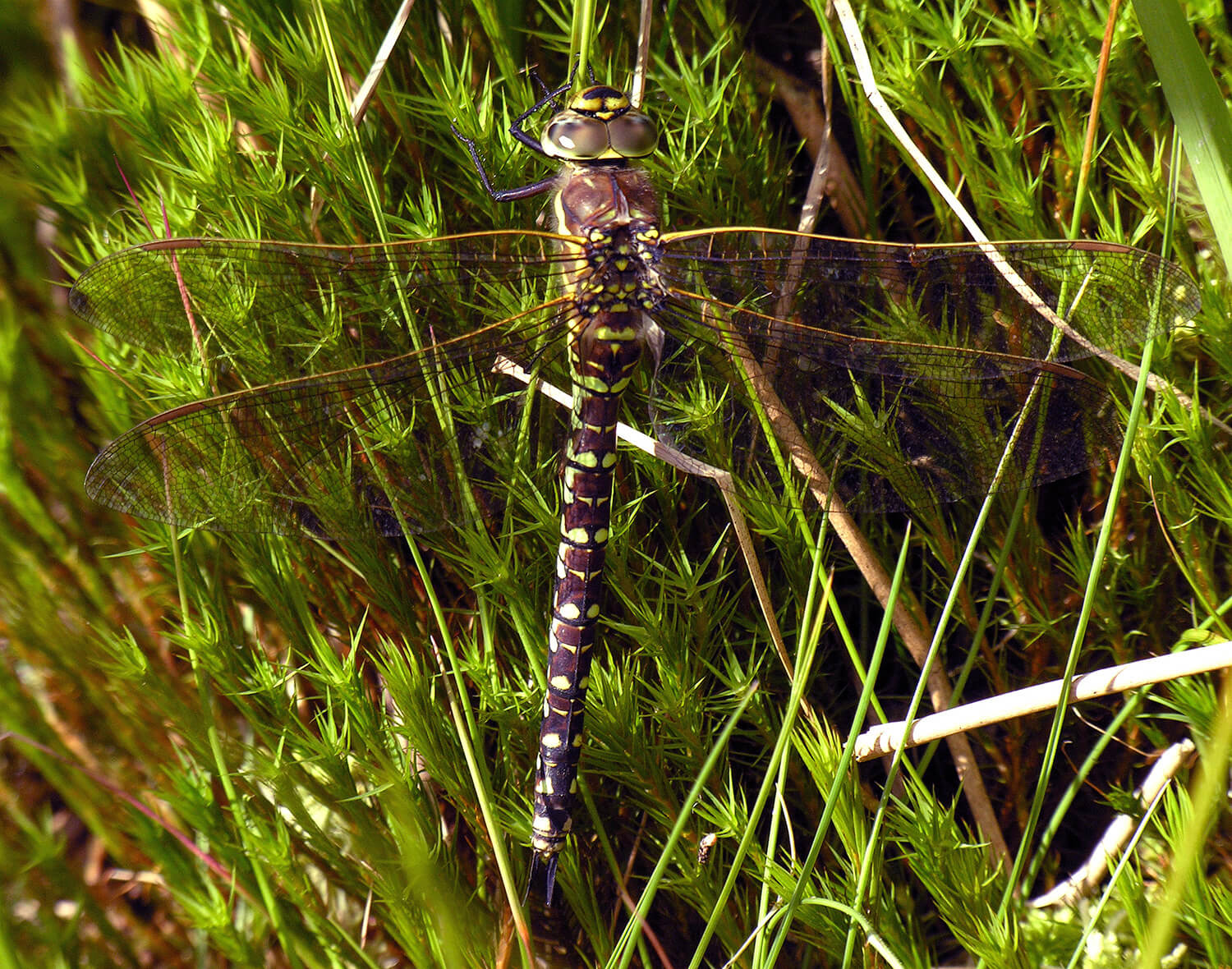 Female Aeshna juncea by David Kitching